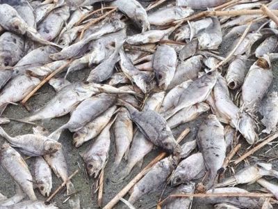 Погибшая рыба. Фото: Арина Посад, Каспаров.Ru Погибшая рыба. Фото: Арина Посад, Каспаров.Ru